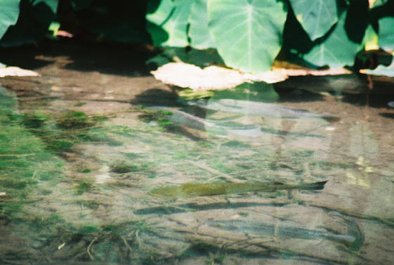 Bass with Tilapia in Comal River