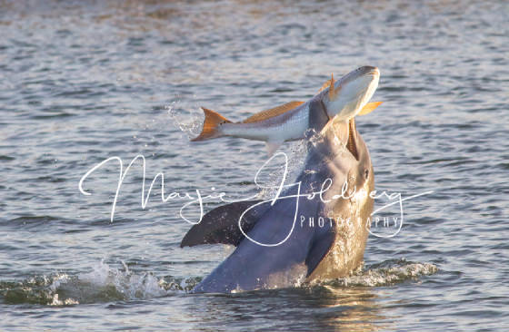 Dolphin and Redfish photo by Marjie Goldberg