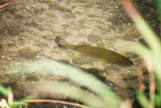 Fly Fishing Texas