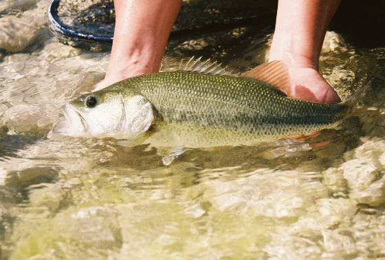 Devils Largemouth Bass