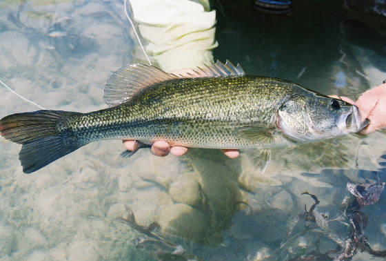 Canyon Lake Fishing Guide