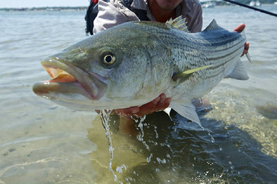 Canyon Lake Fishing Guide