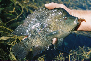 Devils River Guide Trip