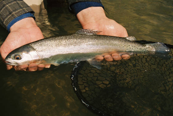 Fly Fishing Guadalupe River