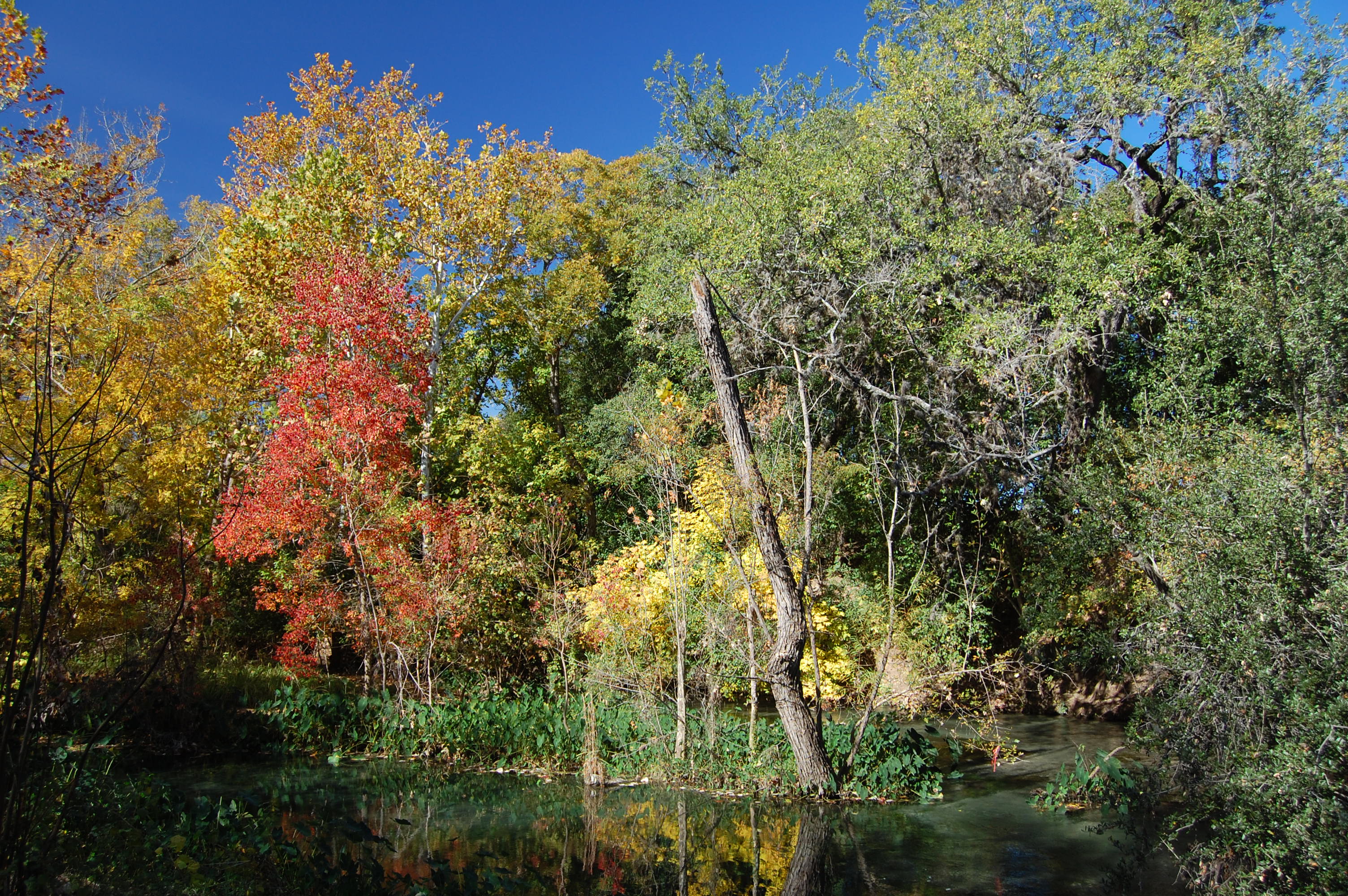 Fly Fishing Classes, Lessons, Instruction Near Austin and San Antonio, Texas