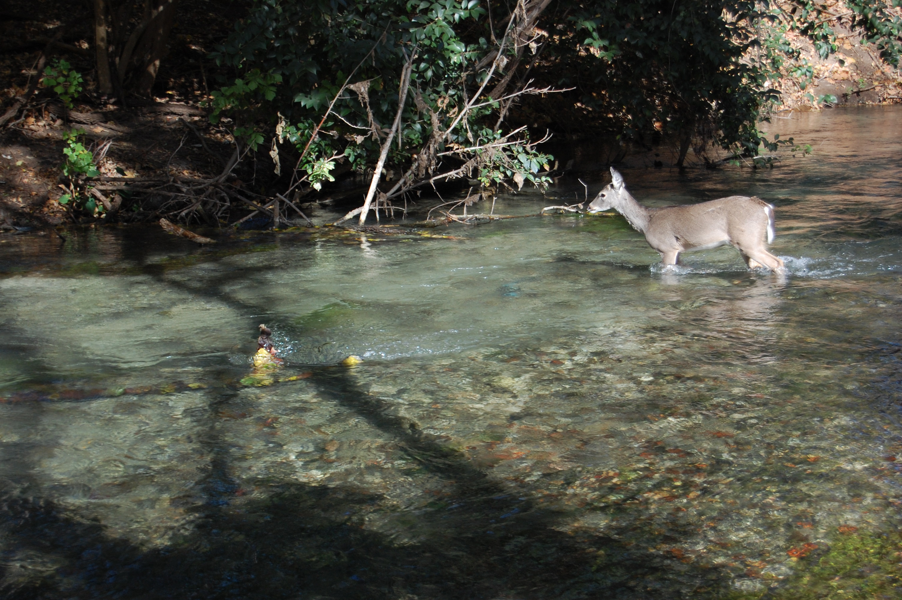 Guadalupe Trout Fishing