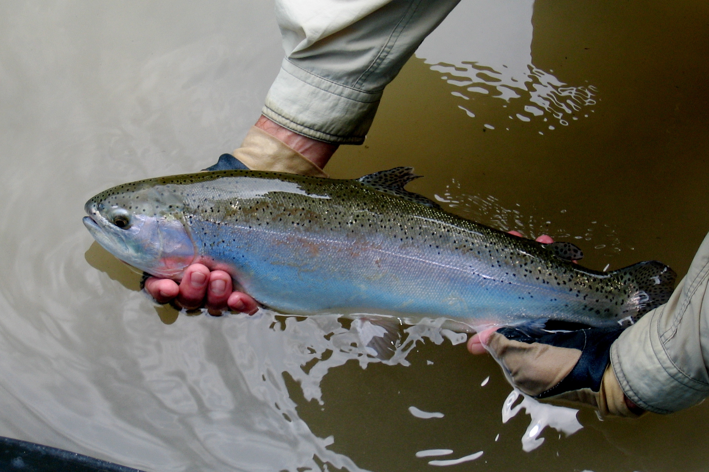 Fly Fishing Texas Hill Country