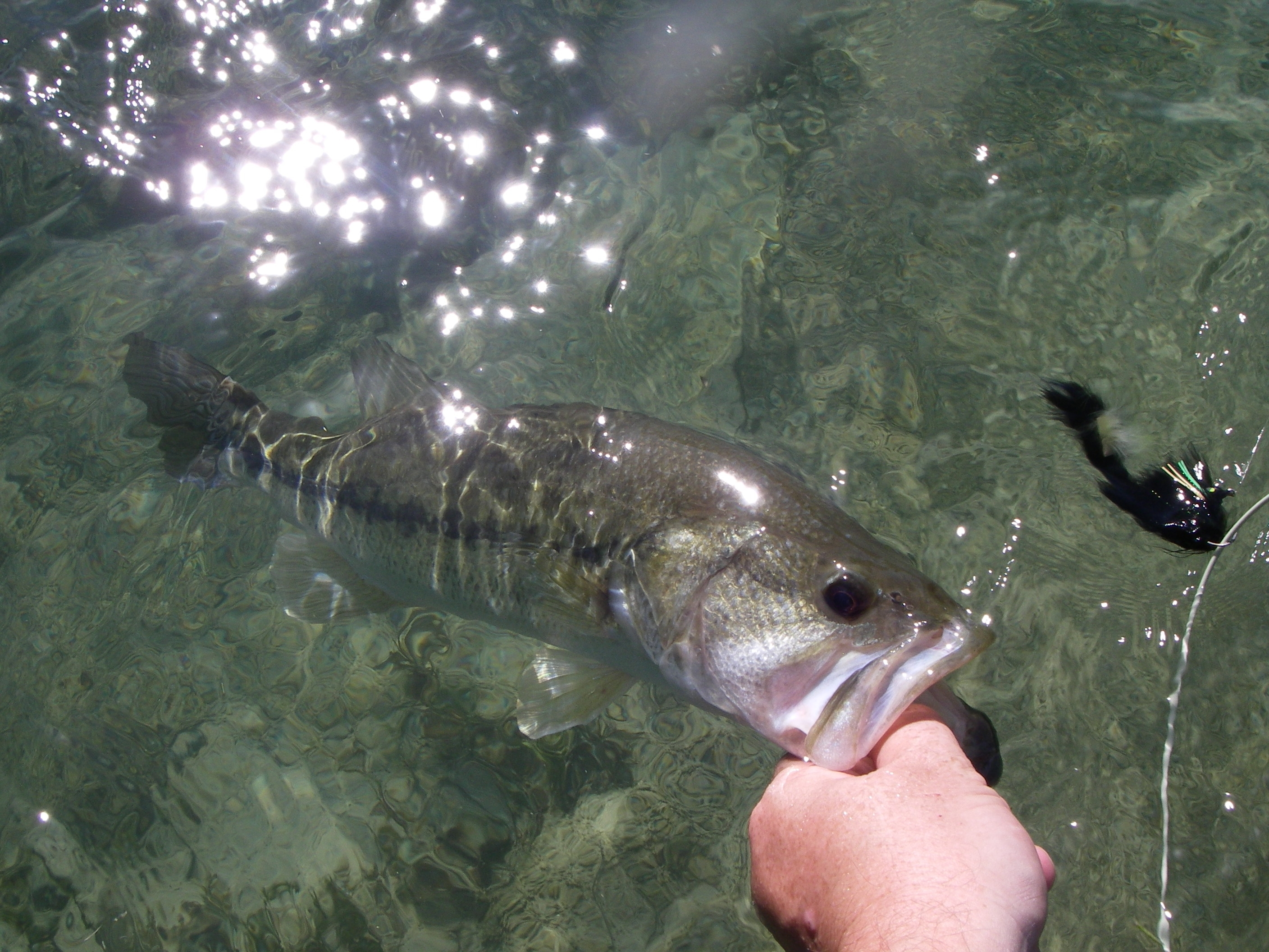 Fly Fishing Texas Hill Country